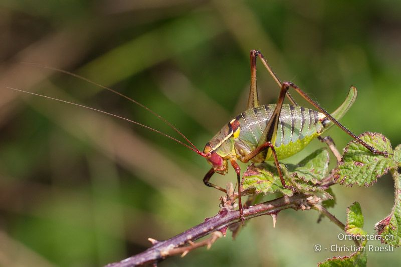 Barbitistes yersini ♀ - HR, Istrien, Trget, 05.06.2014