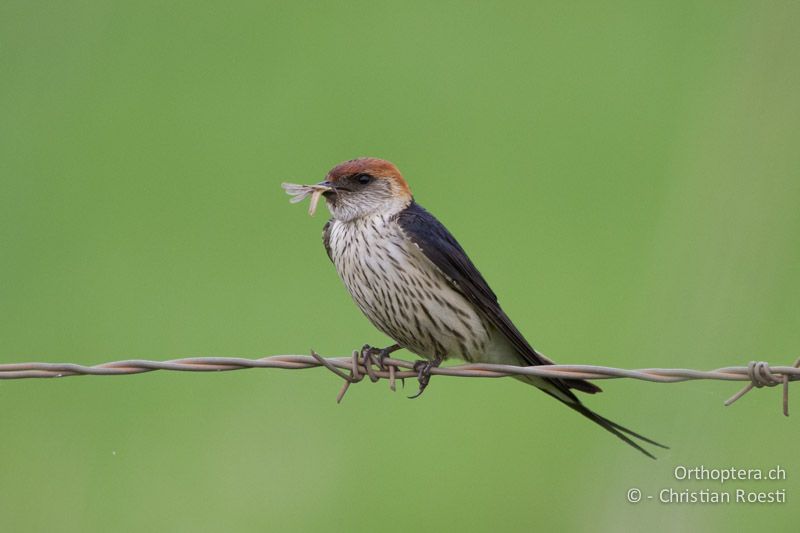 Greater striped Swallow (Cecropis cucullata) mit Heuschrecke als Nahrung für die Jungen - SA, Limpopo, Nylsvlei Nature Reserve, 29.12.2014