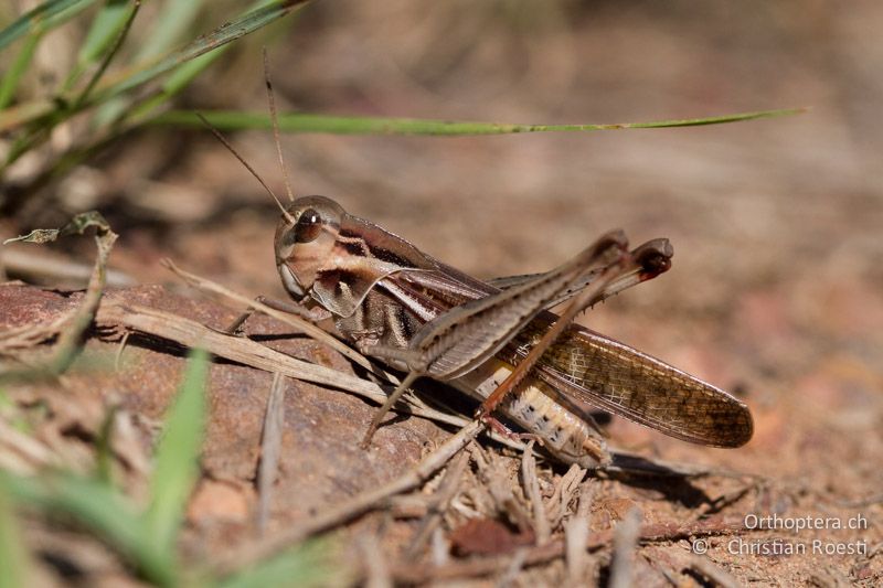 Ödlandschrecke der Gattung Gastrimargus - SA, Limpopo, Nylsvlei Nature Reserve, 30.12.2014