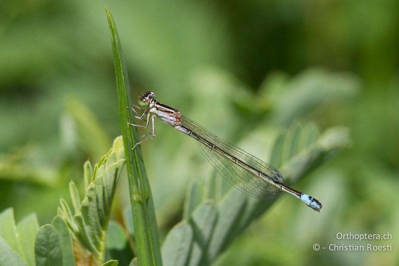 Proischnura rotundipennis, Round-winged Bluet ♀ - SA, Mpumalanga, Graskop, 11.01.2015