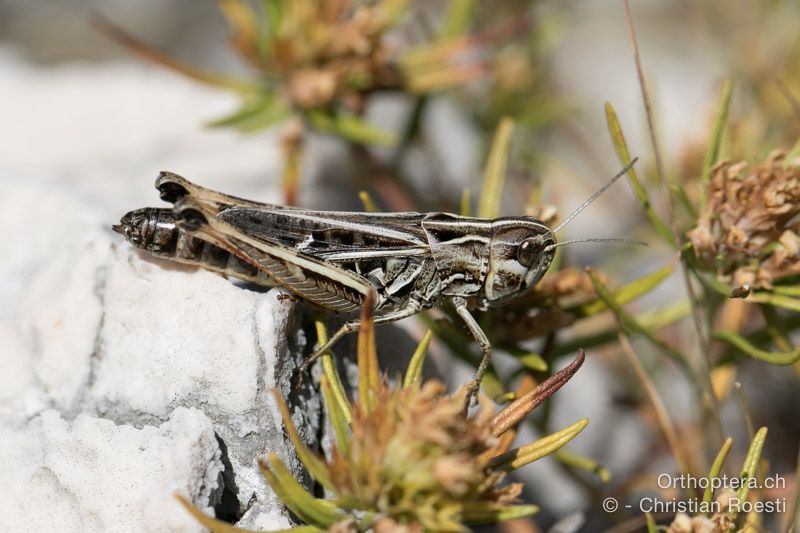 Stenobothrus rubicundulus ♀ - HR, Istrien, Mala Učka, 21.07.2015