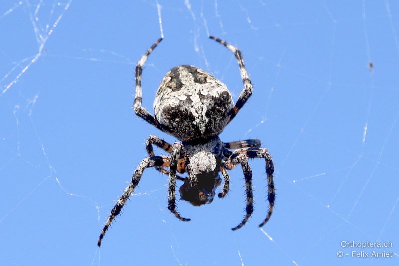 Araneus angulatus - HR, Primorsko-goranska županija, Cres, Predošćica, 23.07.2015