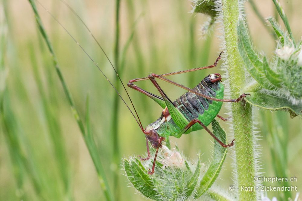 Barbitistes ocskayi ♂ - HR, Istrien, Rebići, 19.06.2016