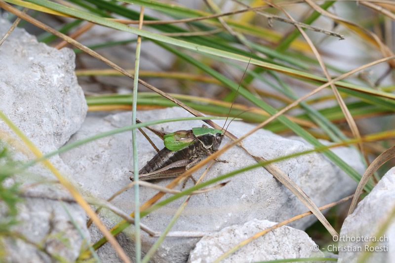 Metrioptera prenjica ♂ - SLO, Gorenjska, Mt. Vogel, 19.09.2016