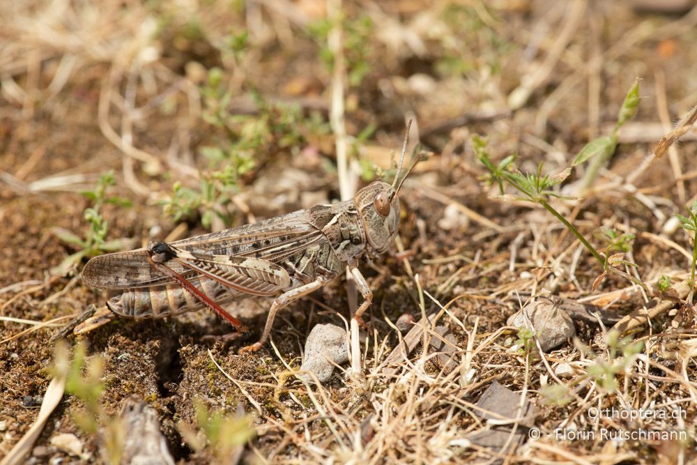 Dociostaurus maroccanus ♀ - GR, Ionische Inseln, Kefalonia, 15.06.2024