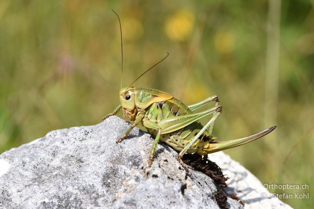 Psorodonotus fieberi ♀ - BG, Blagoewgrad, Bergwiese bei Pass nach Pirin, 12.07.2018