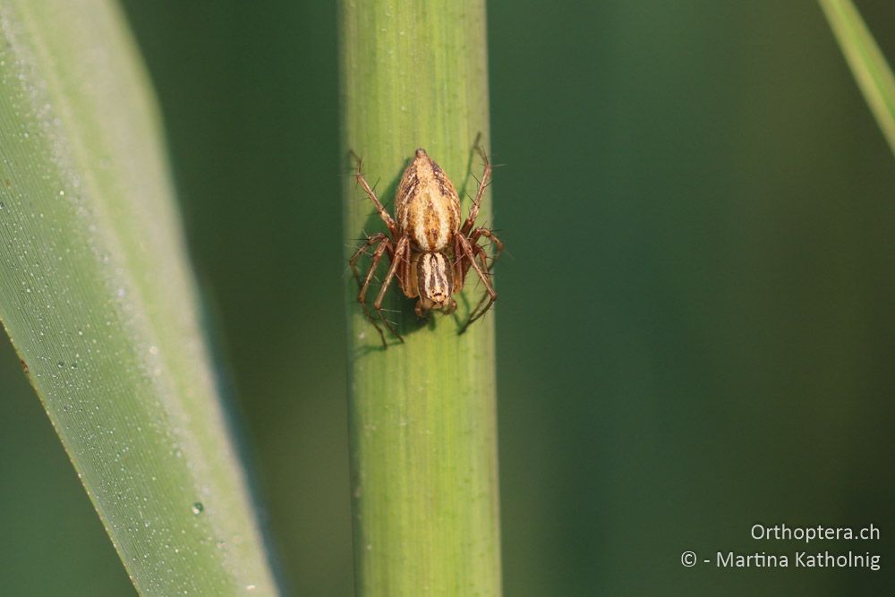 Spinne (cf. Luchsspinne) - HR, Istrien, Motovun, 25.07.2015