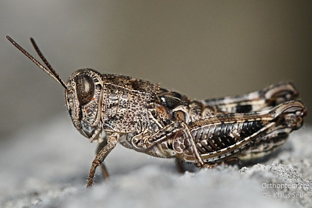 Larve einer Italienischen Schönschrecke (Calliptamus italicus) - HR, Istrien, Premantura, Gornji Kamenjak, 20.06.2016