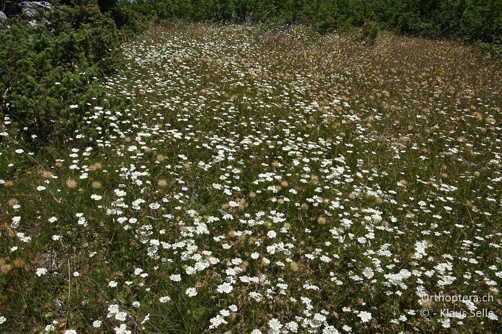 Karstflächen mit Strahlen-Breitsame (Orlaya grandiflora) - HR, Istrien, Skitača, 24.06.2016