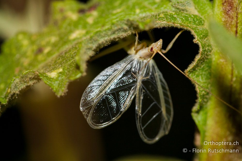 Weinhähnchen (Oecanthus pellucens) beim Singen - Westlich von Paramythia, 11.07.2011