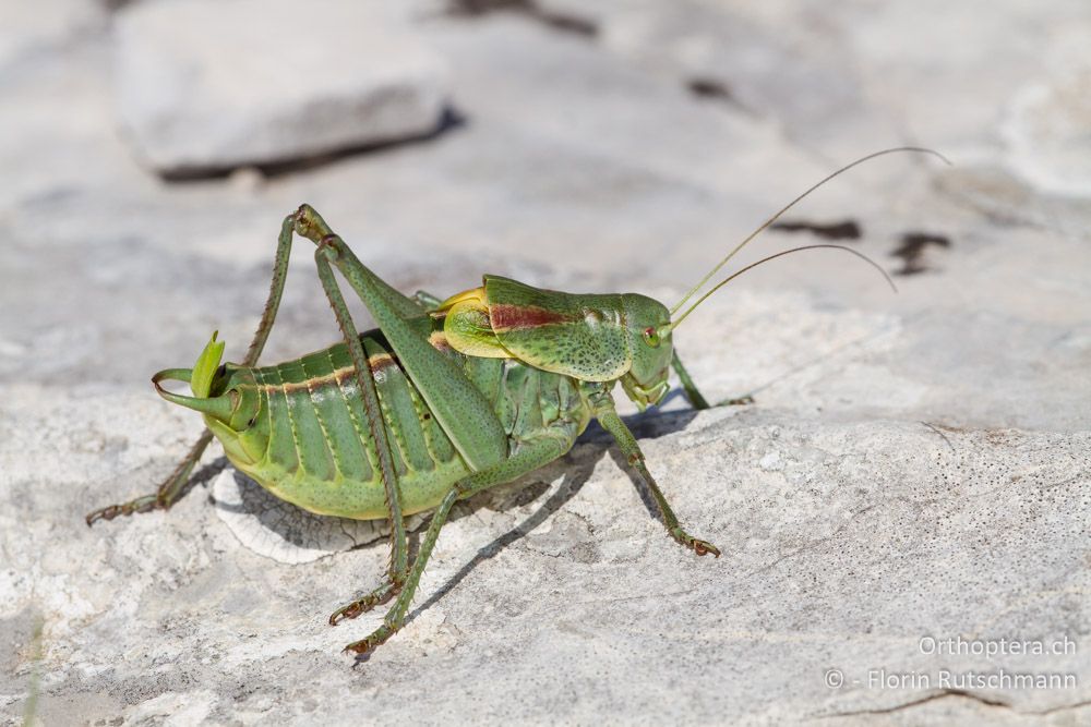 Wanstschrecke (Polysarcus denticauda) - HR, Istrien, Učka-Gebirge, 11.06.2014