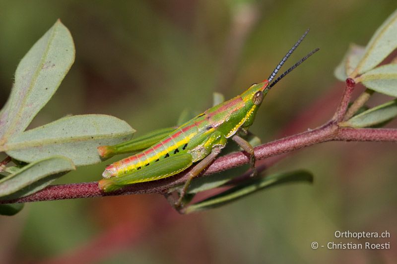 Kurzfühlerschrecke (Pygomorphidae) - SA, Mpumalanga, Matibidi, Seitenbach vom Blyde River, 10.01.2015