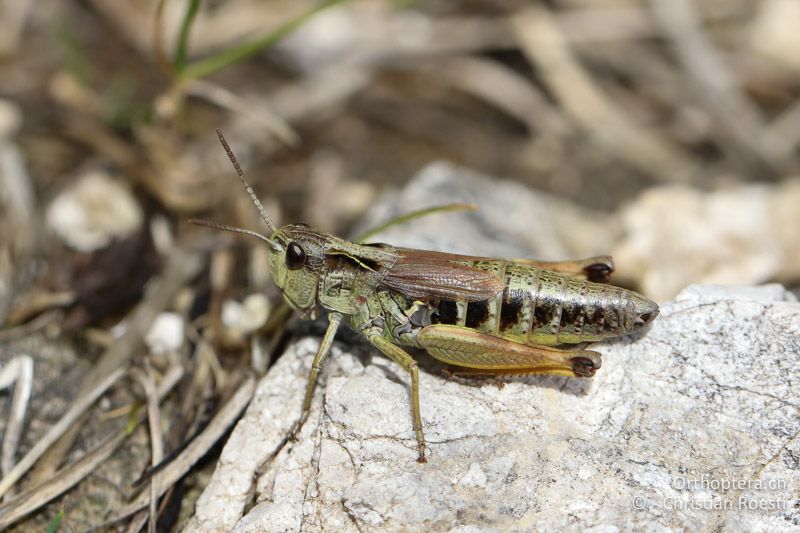 Chorthippus alticola ♀ - SLO, Goriška, Tolmin, Mt. Vogel, 19.09.2016