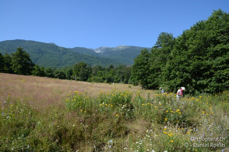 Lebensraum von Tettigonia balcanica und Poecilimon thoracicus - BG, Blagoevgrad, Bansko, 14.07.2018