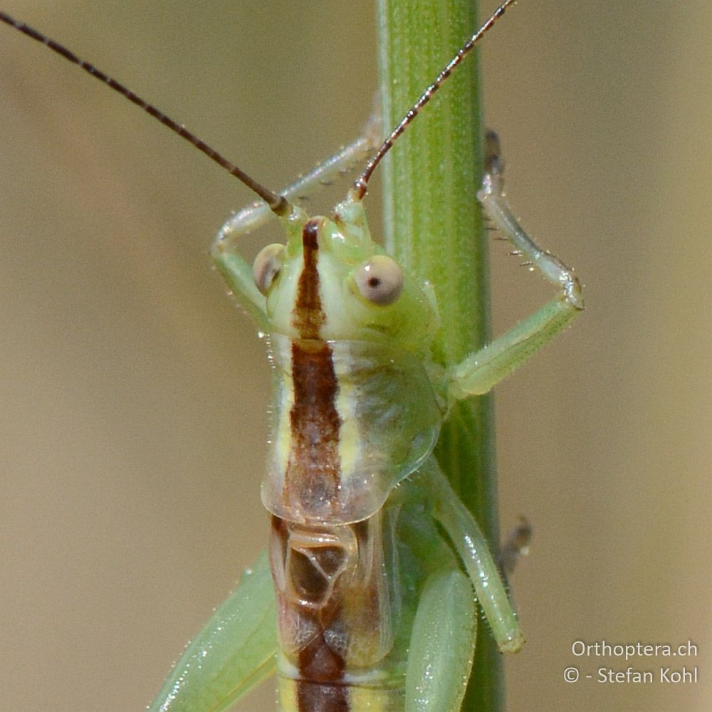 ♂ der Schwertschrecke Conocephalus kisi - GR, Thessalien, Pefki, 12.07.2013