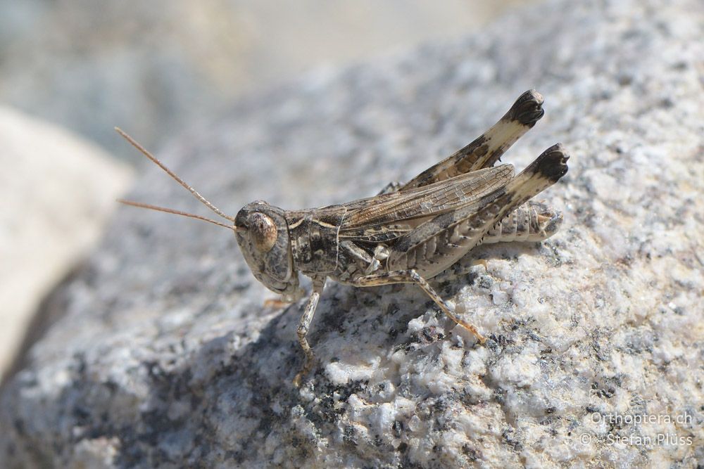 Notostaurus anatolicus ♂ - BG, Blagoewgrad, Ploski, 14.07.2018