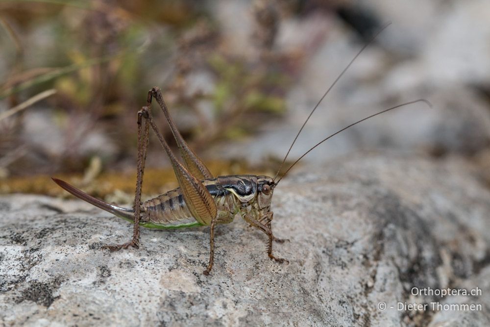 Pachytrachis gracilis ♀ - HR, Istrien, Vela Učka, 20.07.2015