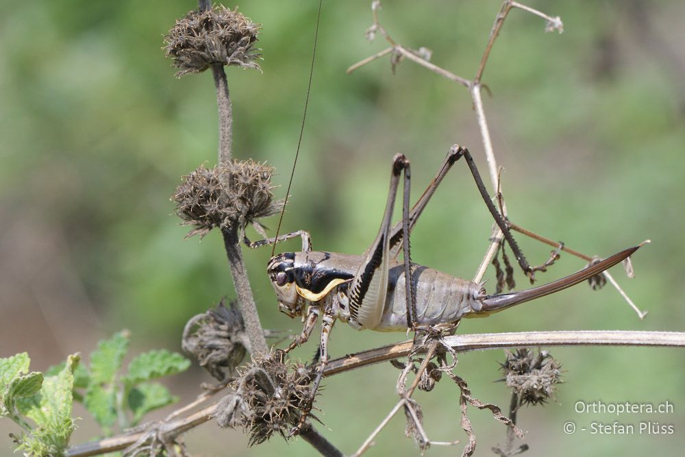 Parapholidoptera castaneoviridis ♀ - BG, Chaskowo, Matochina, 09.07.2018