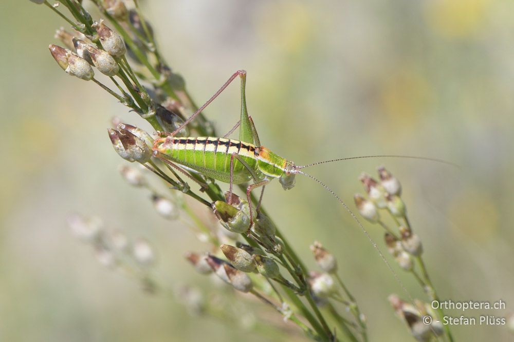 Poecilimon brunneri ♂ - BG, Pasardschik, Streltscha, 10.07.2018