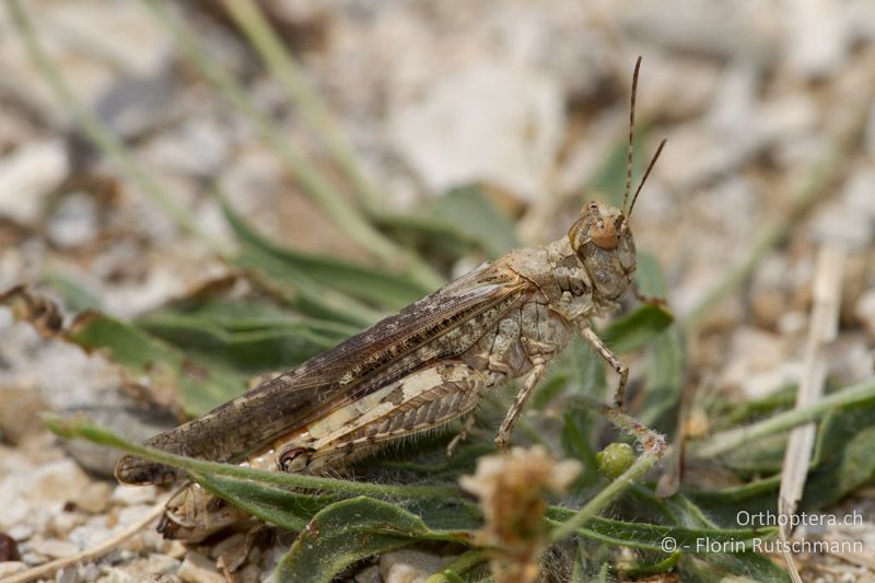 Acrotylus patruelis ♀ - GR, Epirus, Ioannina, 11.07.2011