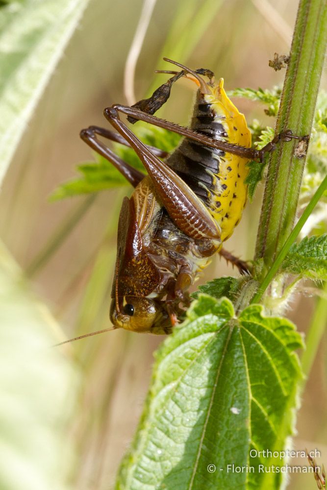 Psorodonotus fieberi mit Verdauungsproblemchen - Mt. Varnous, 18.07.2011