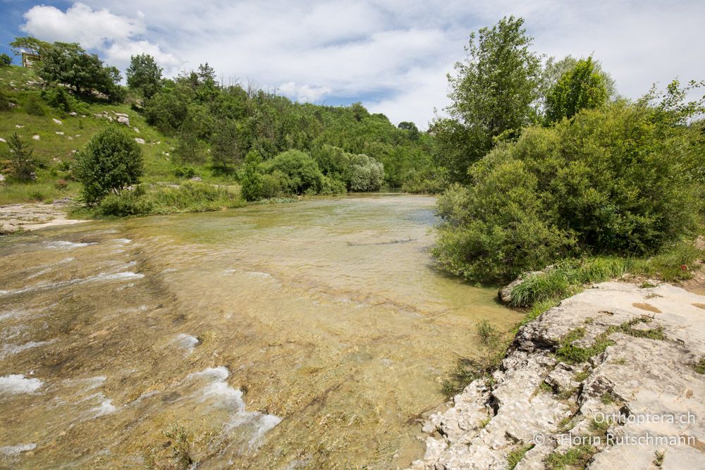 Für die Jahreszeit ist es noch sehr grün - HR, Istrien, Pazin, 17.06.2016