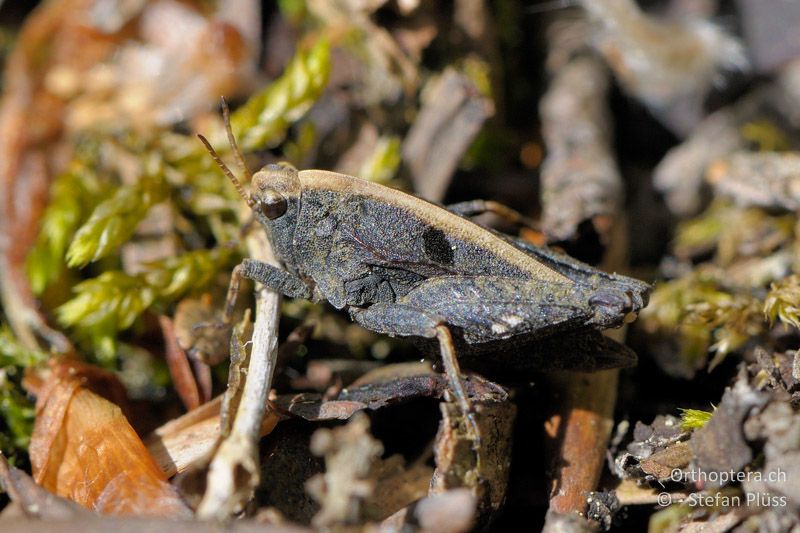 Tetrix kraussi ♂ - CH, SH, Hemmental, 16.05.2009