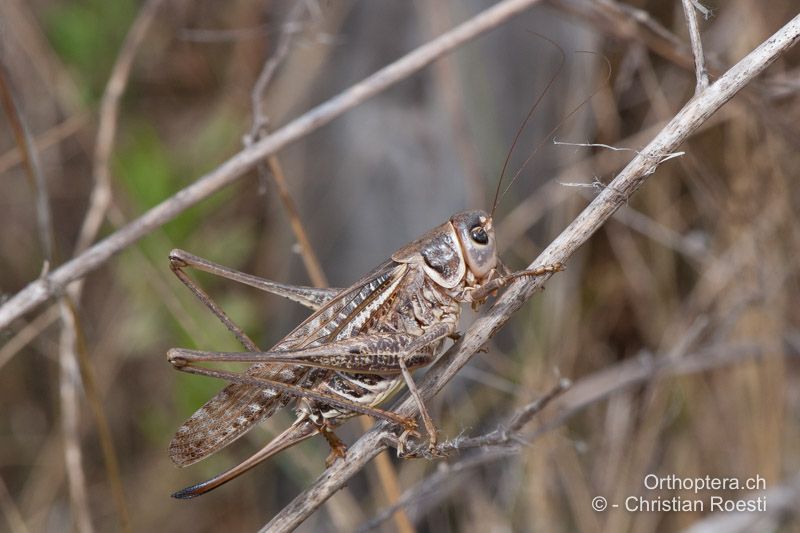 Decticus albifrons ♀ - FR, Aude, Port-la-Nouvelle, 01.10.2010