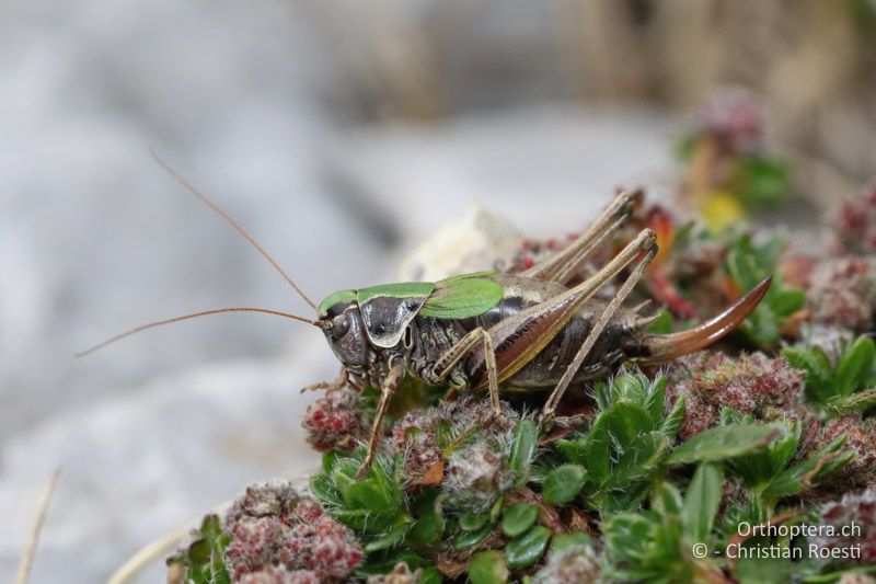 Metrioptera prenjica ♀ - SLO, Gorenjska, Mt. Vogel, 19.09.2016