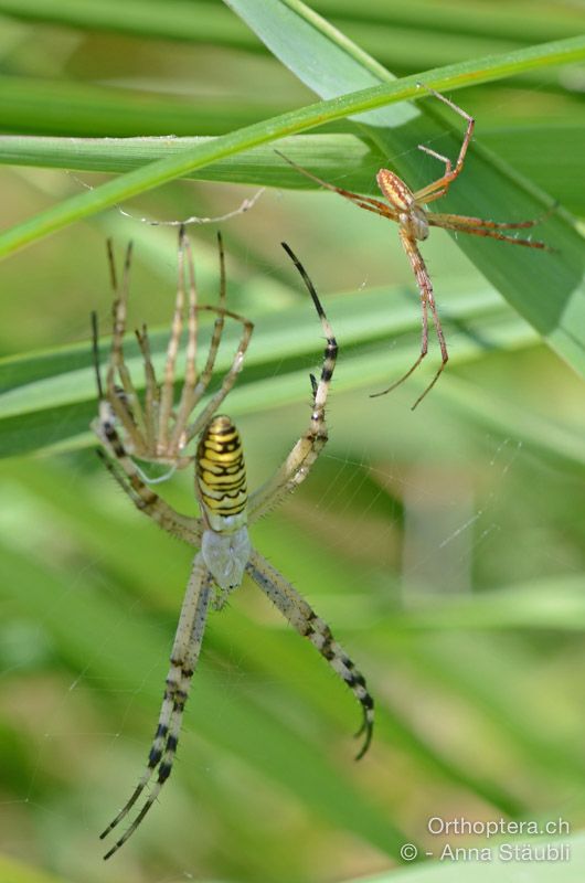 Wespenspinne (Argiope bruennichi), frisch gehäutetes ♀ und wartendes ♂ - SLO, Osrednjeslovenska, Ig, Campigna, 18.07.2015