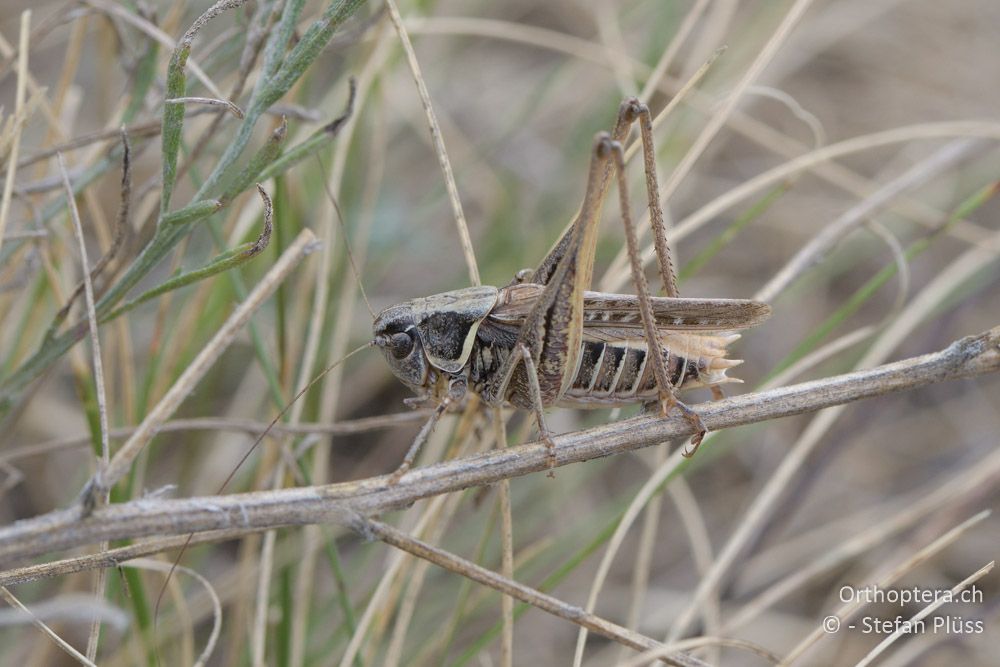 Montana montana ♂ - AT, Niederösterreich, Ebergassing, 08.07.2018