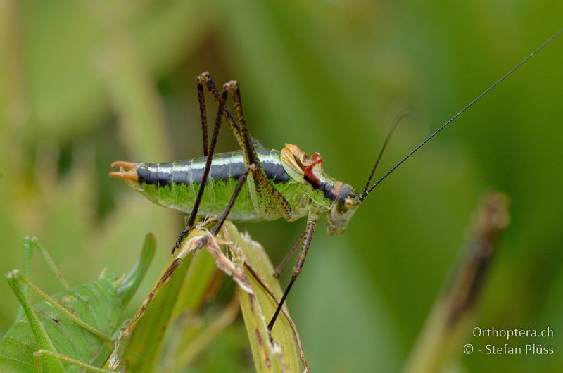 ♂ von Poecilimon gracilis - GR, Westmakedonien, Mt. Varnous, 11.07.2013