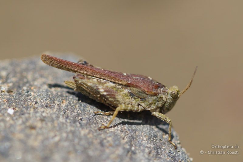 Buntes Weibchen von Tetrix bolivari. Dolna Kula an der Krumovitsa, 24.04.2012