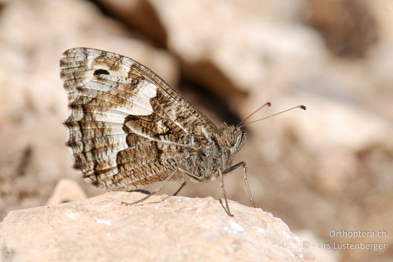 Rostbinde (Hipparchia semele) - FR, Col des Portes, 06.07.2014