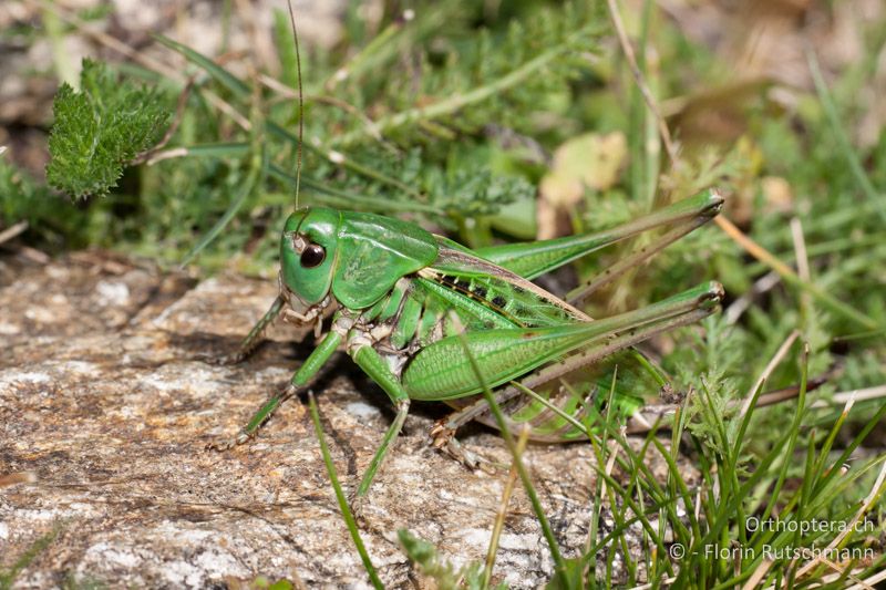 Decticus verrucivorus ♀ - CH, TI, Mt. Tamaro, 29.08.2010