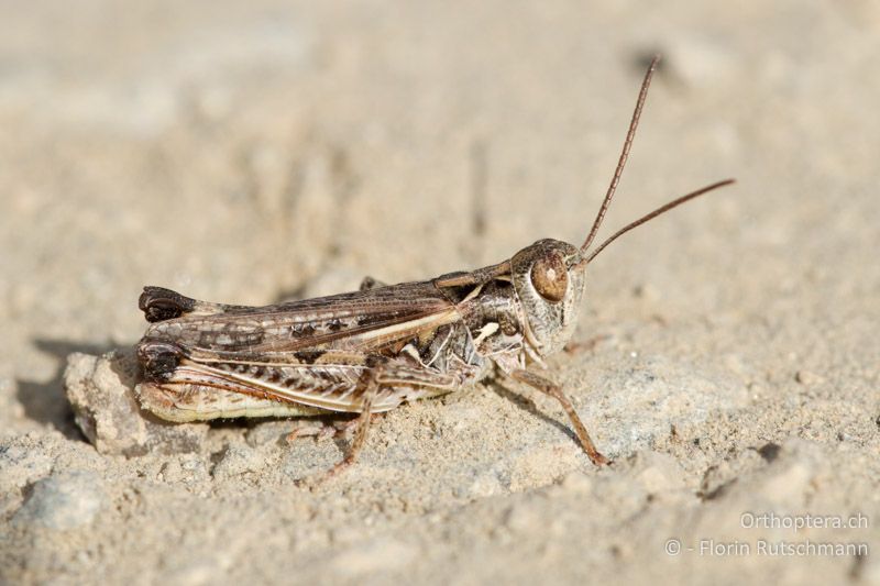 Dociostaurus brevicollis ♂ - GR, Westmakedonien, Mt. Vernon, 17.07.2011