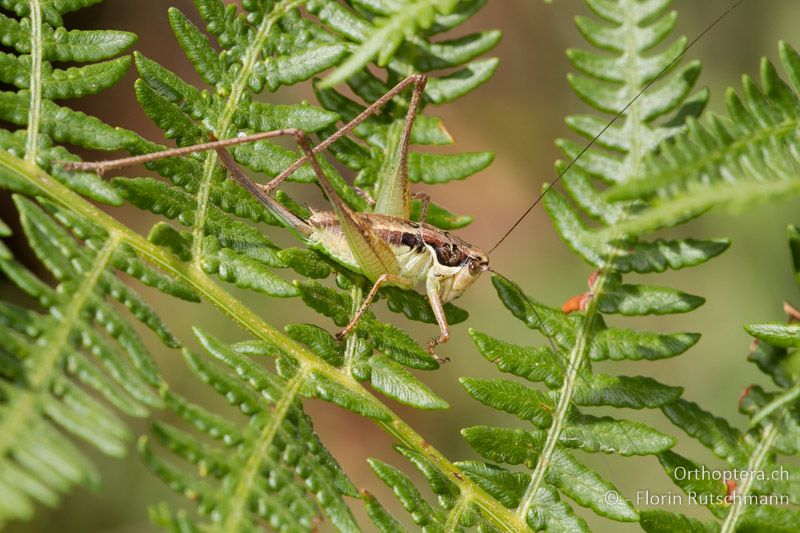 Pachytrachis gracilis ♀ - GR, Westmakedonien, Mt. Varnous, 22.07.2012