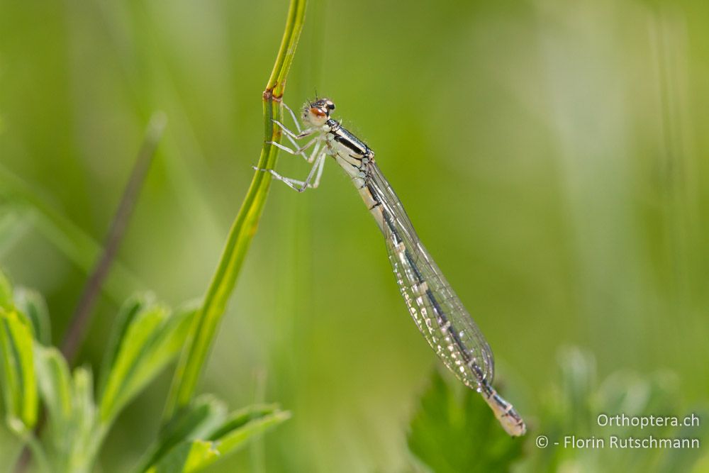 Gabel-Azurjungfer (Coenagrion scitulum) ♀ - HR, Istrien, Račja Vas, 10.06.2014