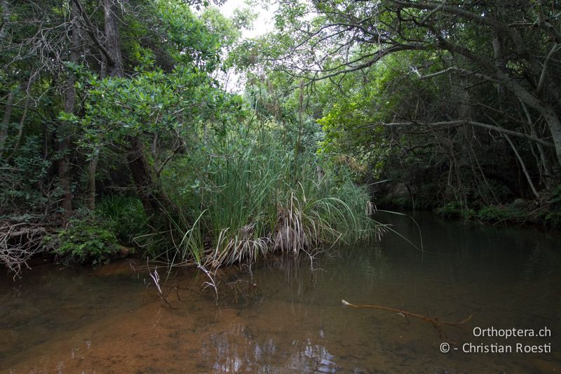 Waldbach und Lebensraum von Platycypha caligata - SA, Mpumalanga, Matibidi, Blyde Canyon Forever Resort, 09.01.2015