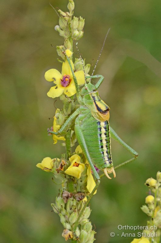 Poecilimon ornatus ♂ - HR, Istrien, Račja Vas, Dol, 24.07.2015