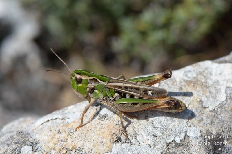 Stenobothrus grammicus ♀ - FR, Col des Portes, 06.07.2014