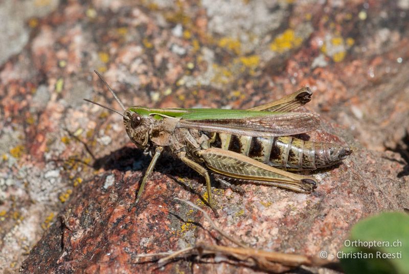 Omocestus viridulus ♀ - FR, Alpes-Maritimes, St.-Martin-Vésubie, 28.09.2009