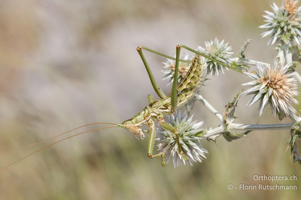 Saga rammei ♂ - GR, Zentralmakedonien, Alistrati, 07.07.2014