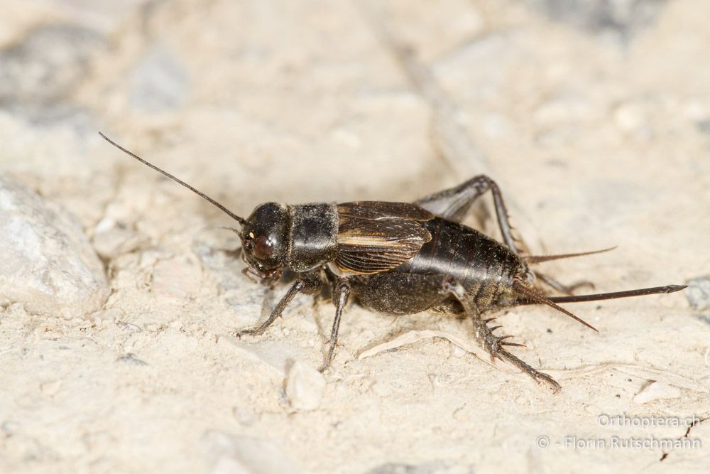 Steppengrille (Melanogryllus desertus) Weibchen - HR, Istrien, Potpićan, 12.06.2014