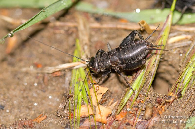 Melanogryllus desertus ♂ im letzten Larvenstadium - GR, Thrakien, Kyprinos, 13.05.2013