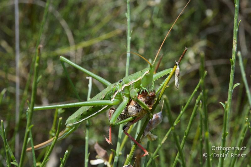 Sägeschrecke (Saga pedo) ♀ frisst eine Schönschrecke - FR, bei Manosque, 05.07.2014