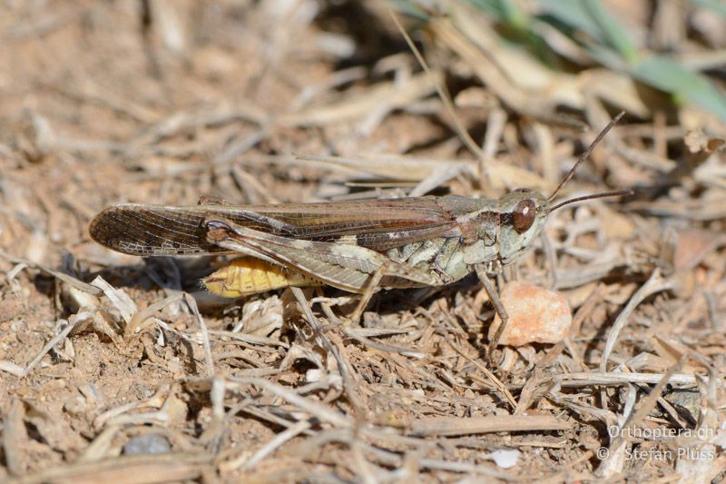 Aiolopus puissanti ♂ - FR, Crau, 08.07.2014