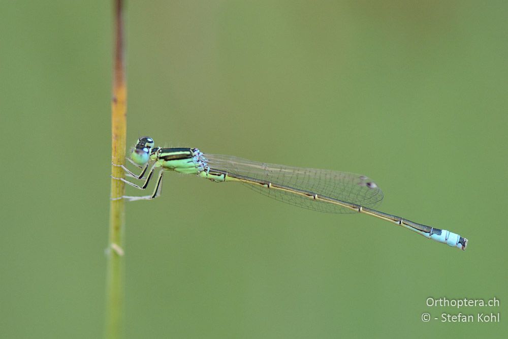 Ischnura pumilio ♂ - HR, Istrien, Račja Vas, 24.07.2015