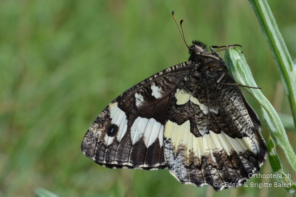 Weisser Waldportier (Brintesia circe) - HR, Istrien, Mutvoran, 20.06.2016