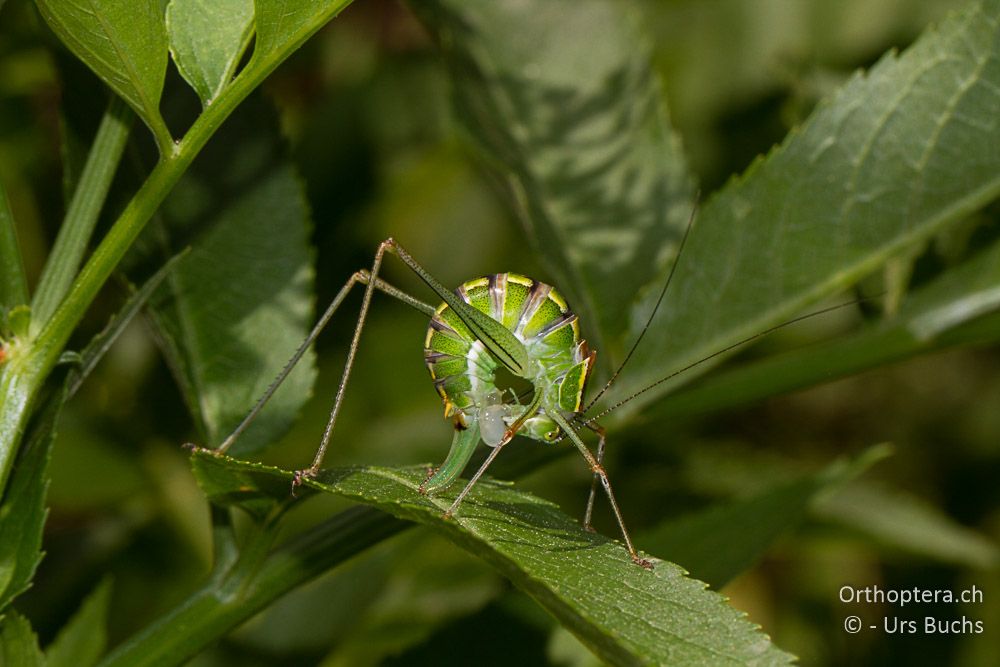 Poecilimon jonicus jonicus ♀ beim Verzehren der Spermatophore - GR, Thessalien, Meteora, 26.06.2013